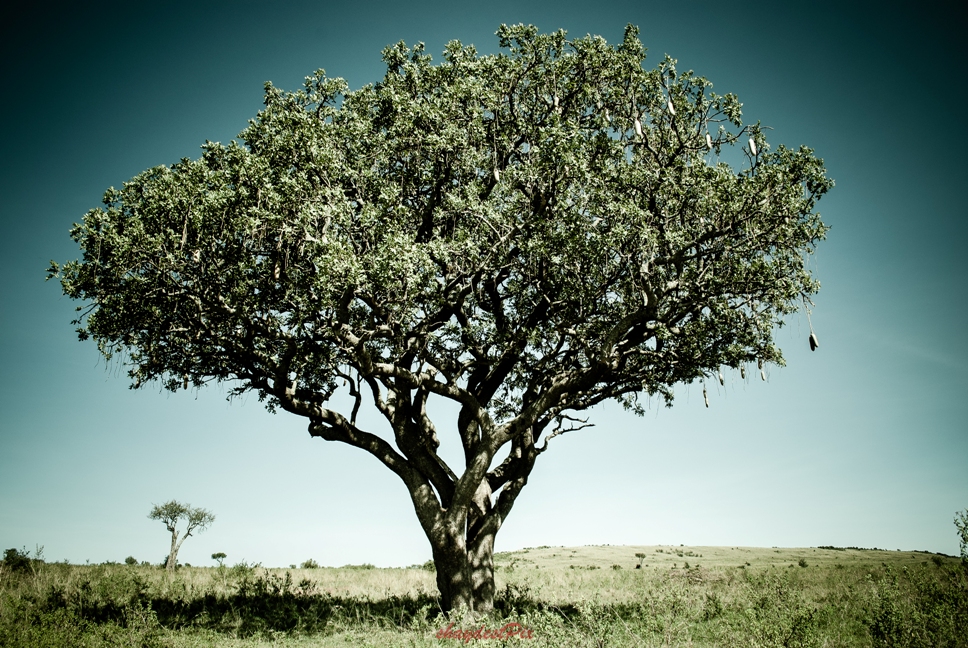 Muratina Tree