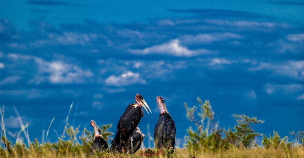 Marabou Storks scheming